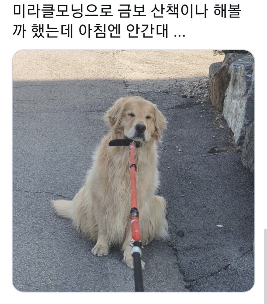 아침형 인간과 댕댕이