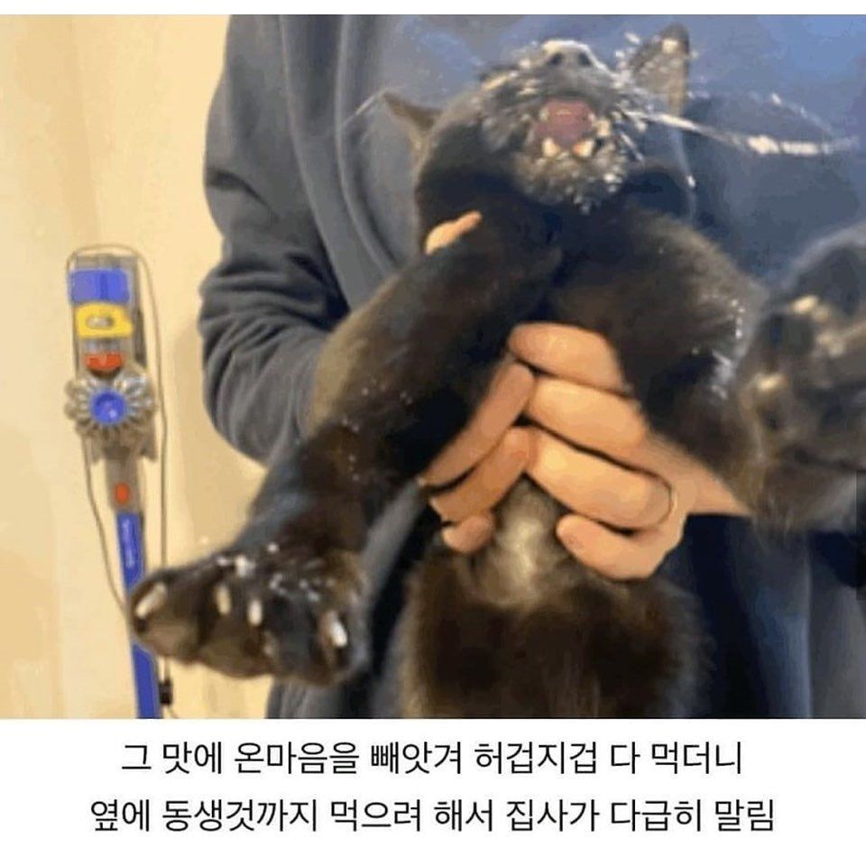 생애최초의 너무 격렬한 쾌감을 느낀 냥이