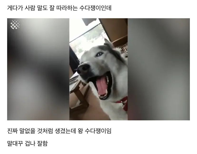 허스키에 대해 알아보자