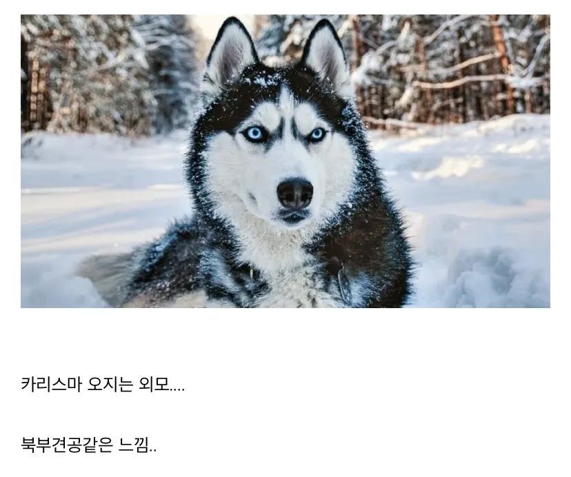 허스키에 대해 알아보자