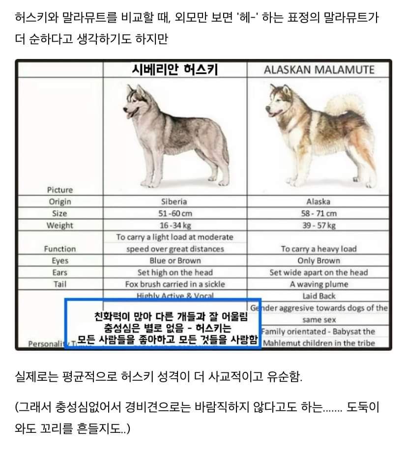 허스키에 대해 알아보자