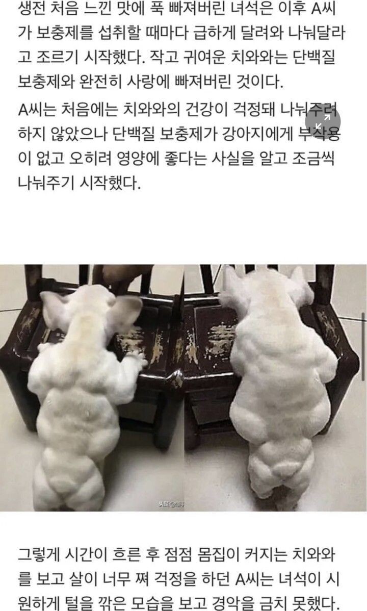 광배근 개쩌는 치와와