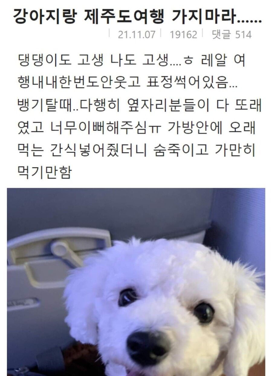 억지로 여행가서 개빡친 댕댕이