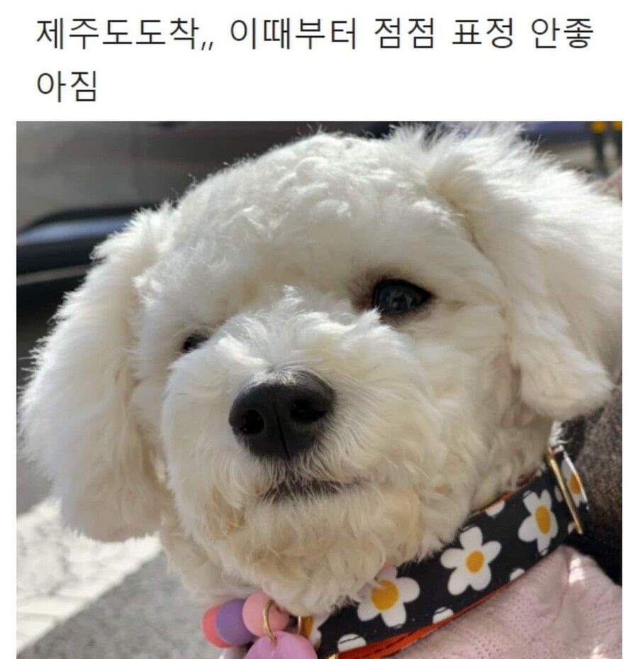 억지로 여행가서 개빡친 댕댕이