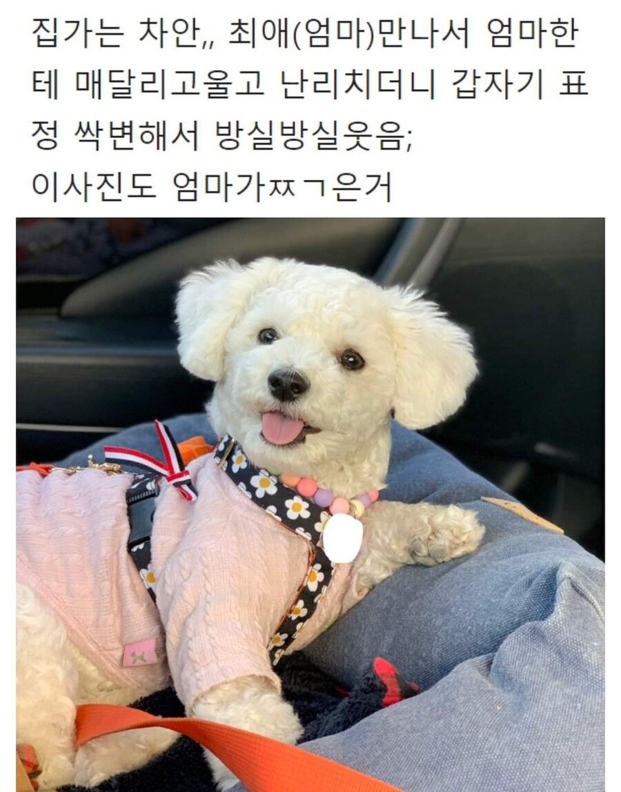 억지로 여행가서 개빡친 댕댕이