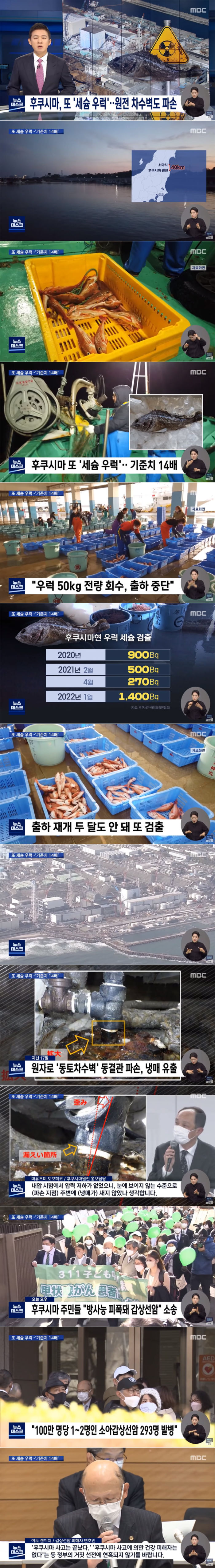 후쿠시마 앞 바다 우럭 상태