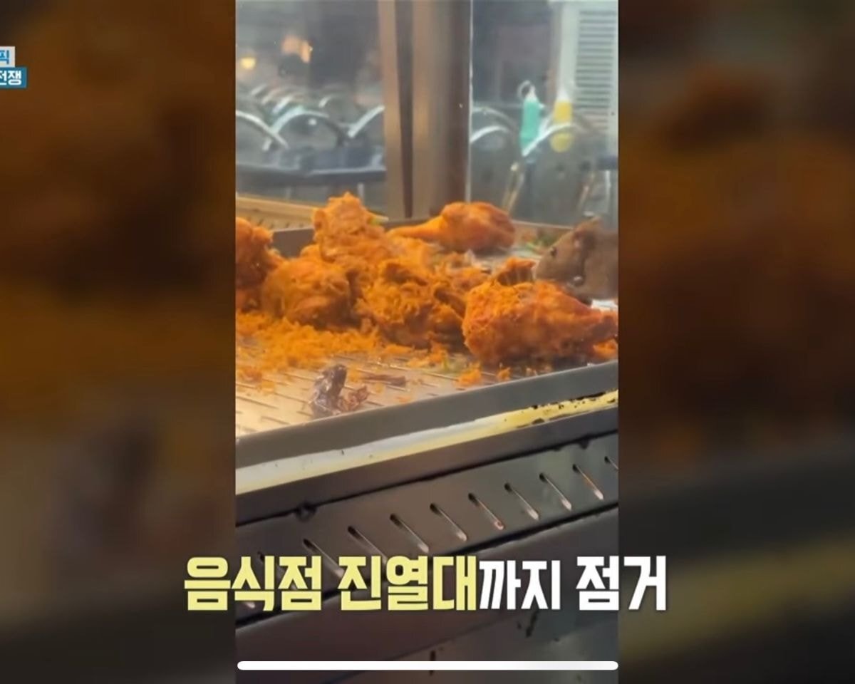 뉴욕 근황 뉴욕 쥐 크기