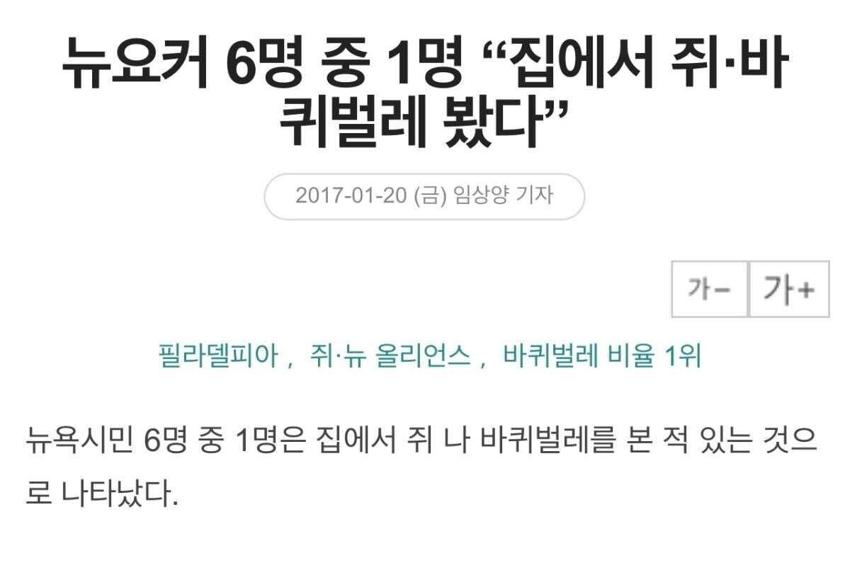 뉴욕 근황 뉴욕 쥐 크기