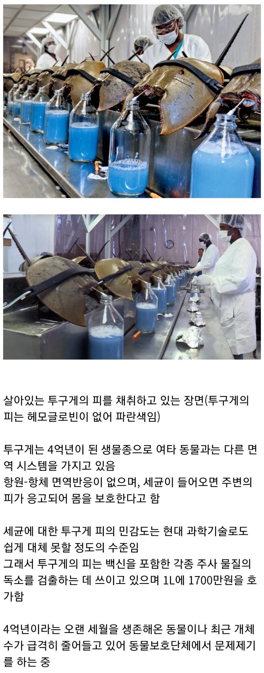 백신을 위해 도움을 주고 있는 동물