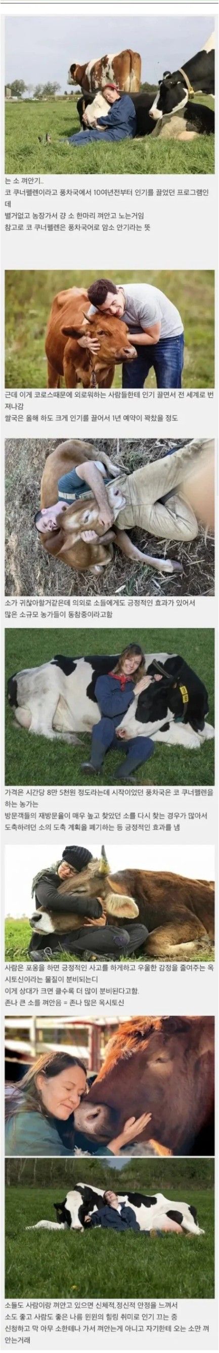 외국에서 유행한다는 힐링