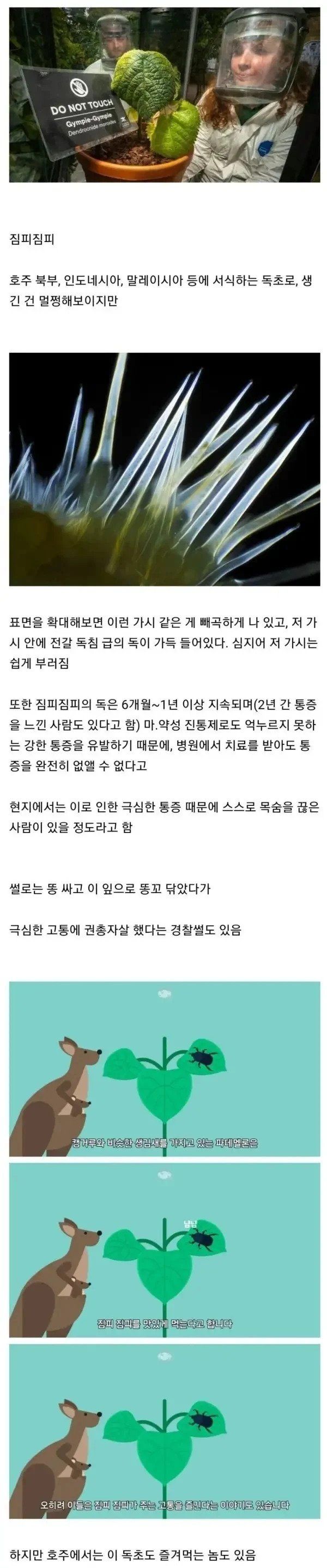 절대 만져서는 안되는 식물