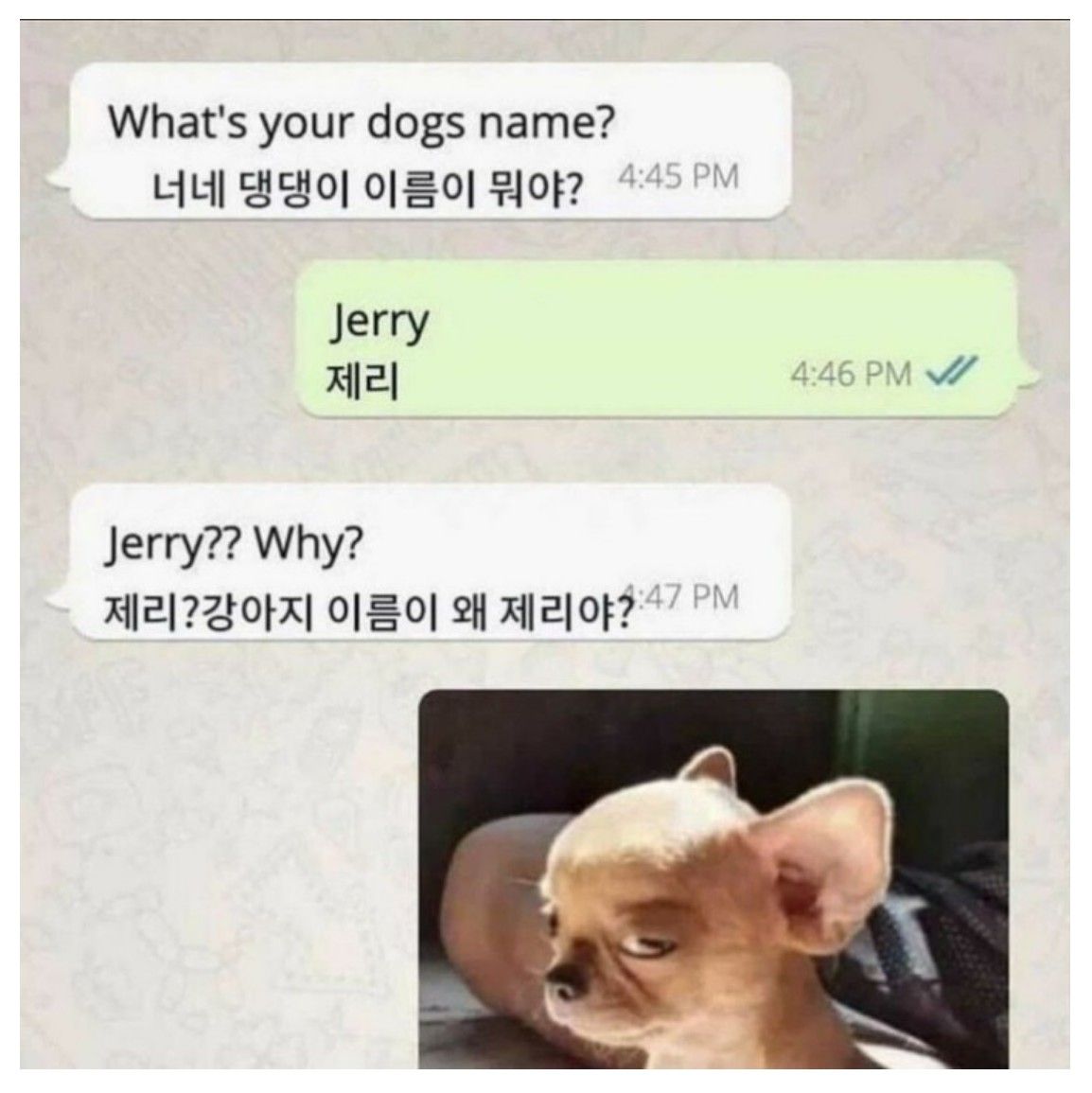 제리라는 이름의 댕댕이...