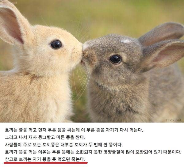 자기 똥 못먹으면 죽는동물