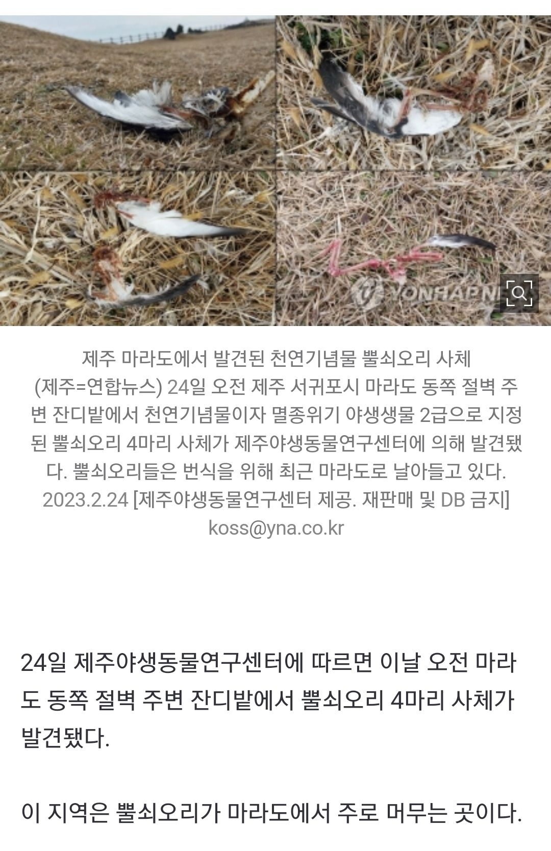 마라도 길고양이 퇴출