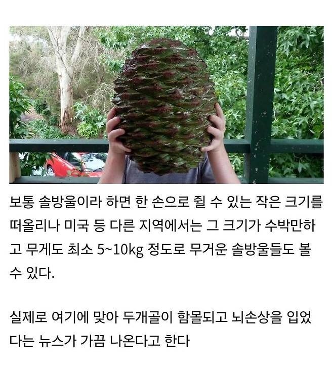 잘못 맞으면 두개골이 함몰되는 솔방울