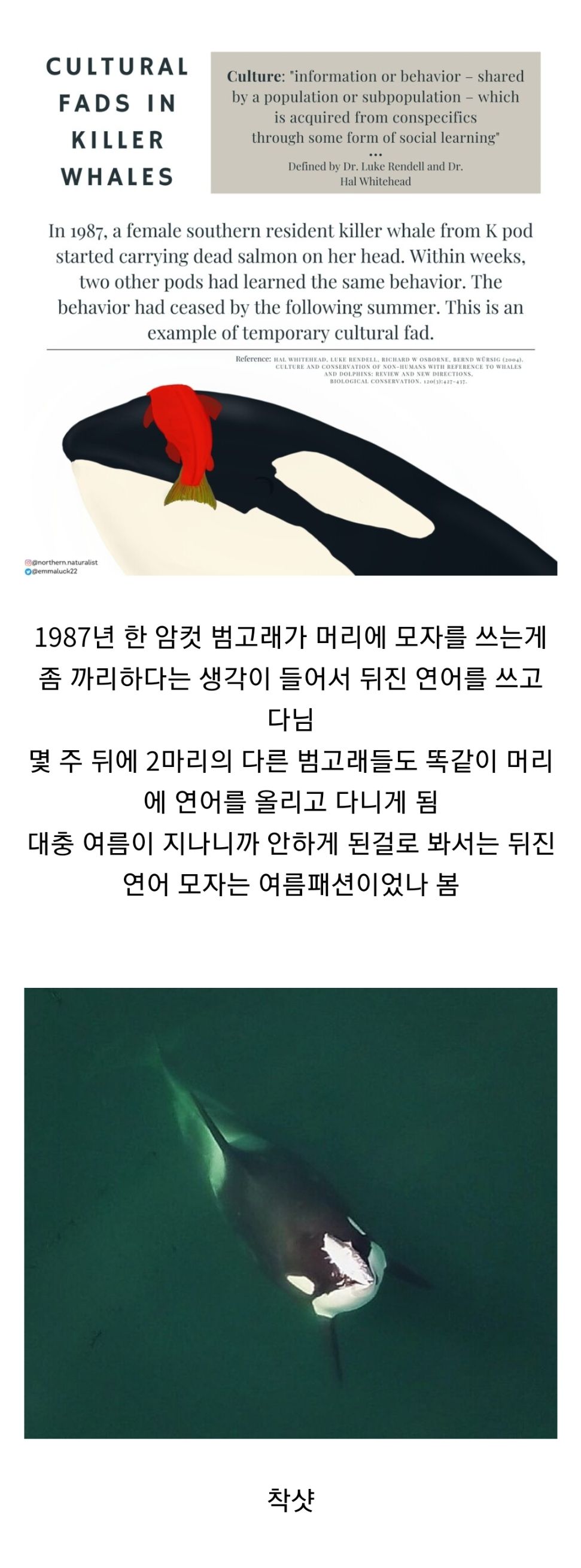 범고래 유행 근황