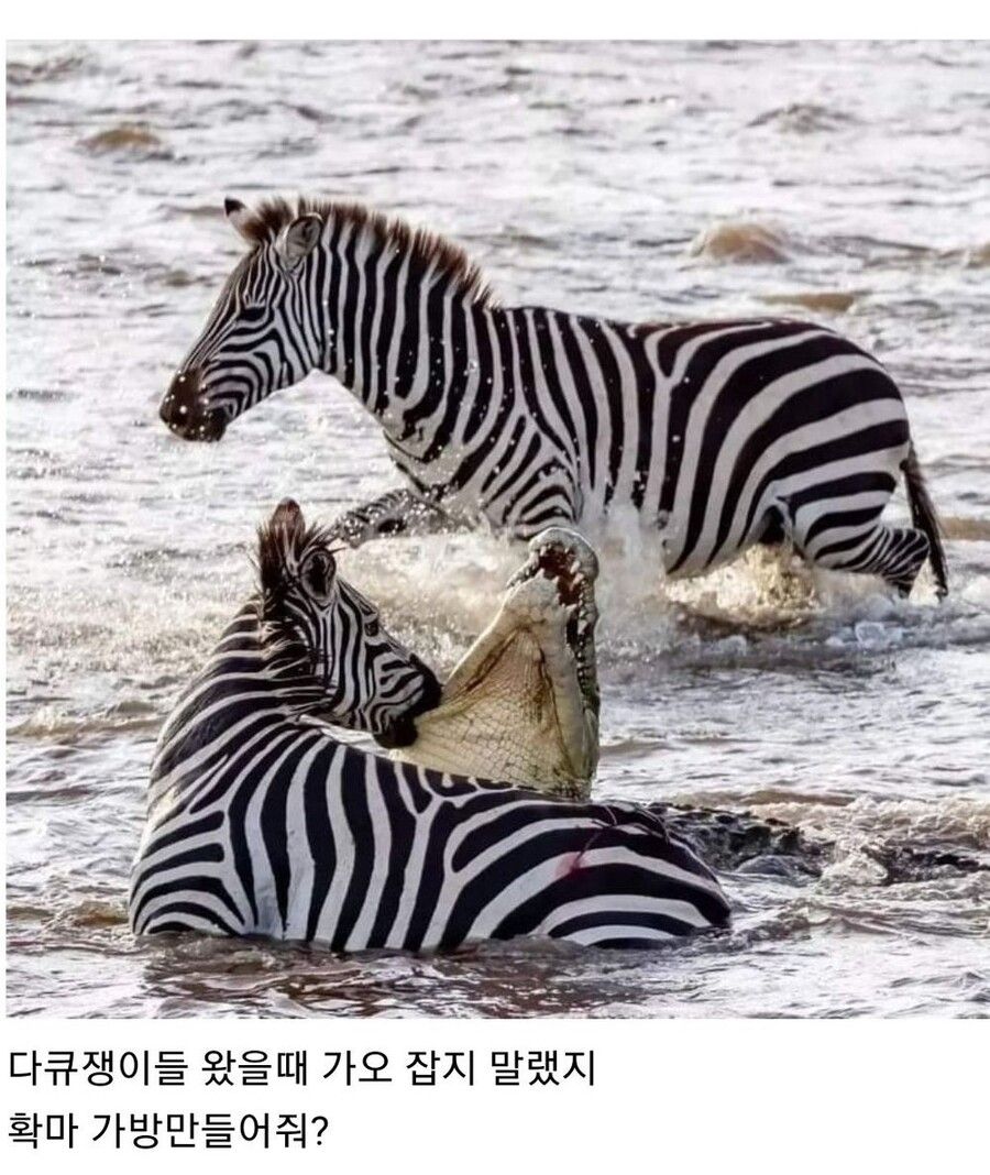 동물의 왕국 촬영 쉬는 시간