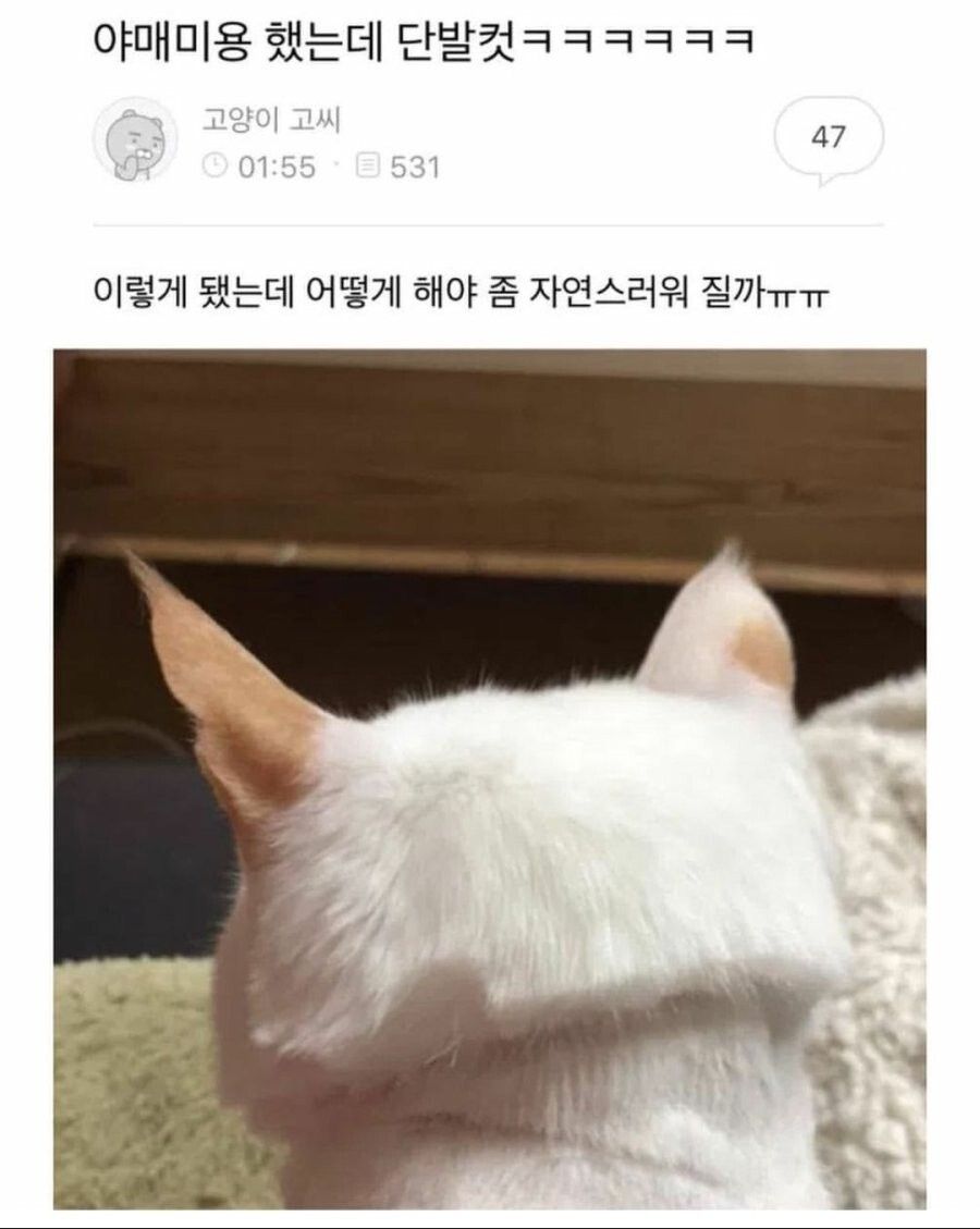 고양이 미용 대참사