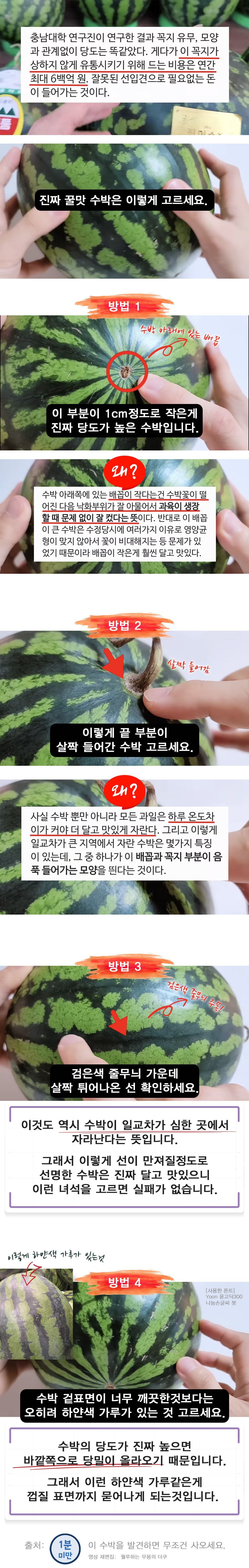 99.9%의 확률로 실패하지 않는 수박 고르는법