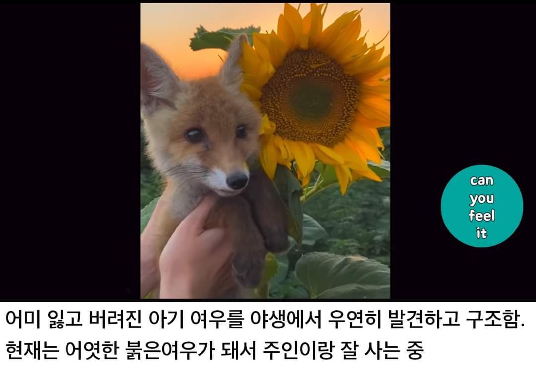 사람에게 구조된 야생 아기 여우