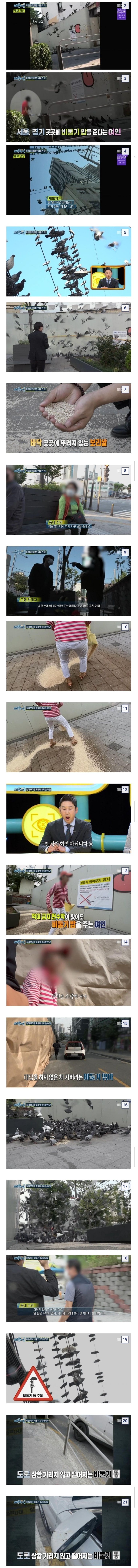 비둘기맘?