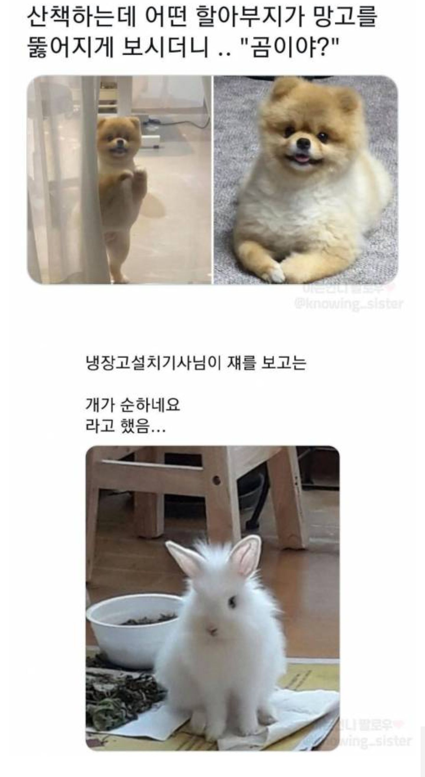 동물보고 눈에 보이는대로 부르는 어른들