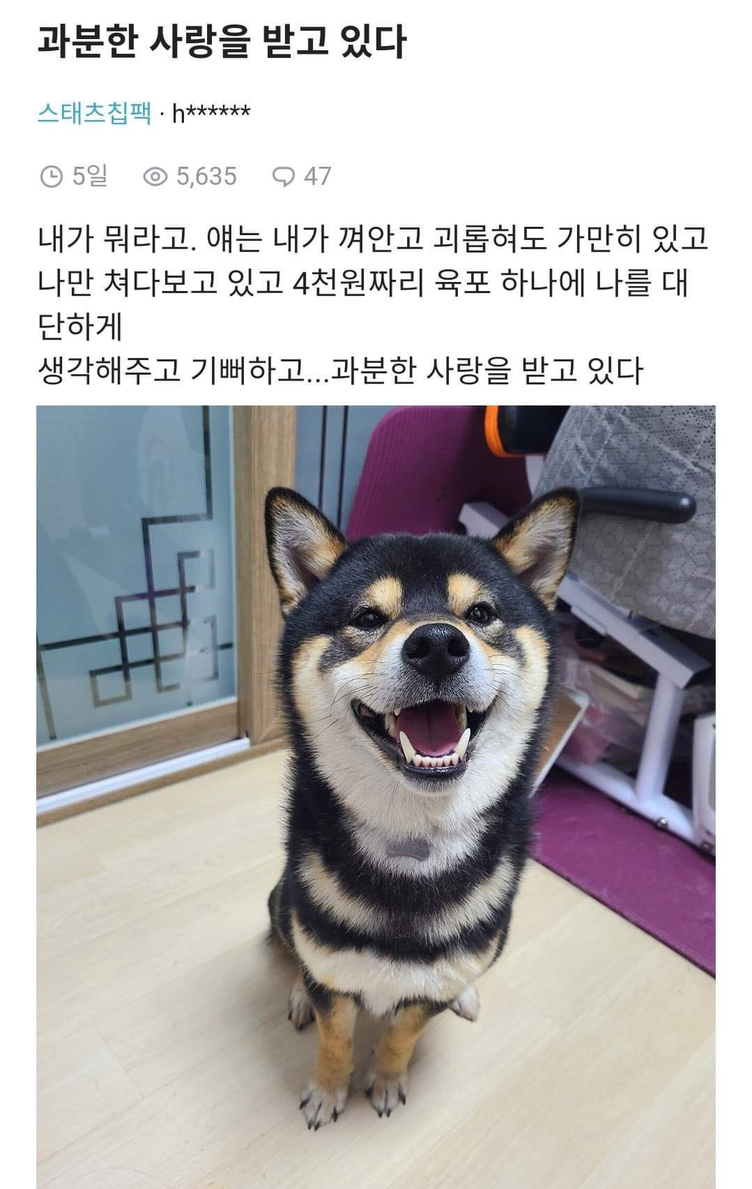 댕댕이 주인 공감