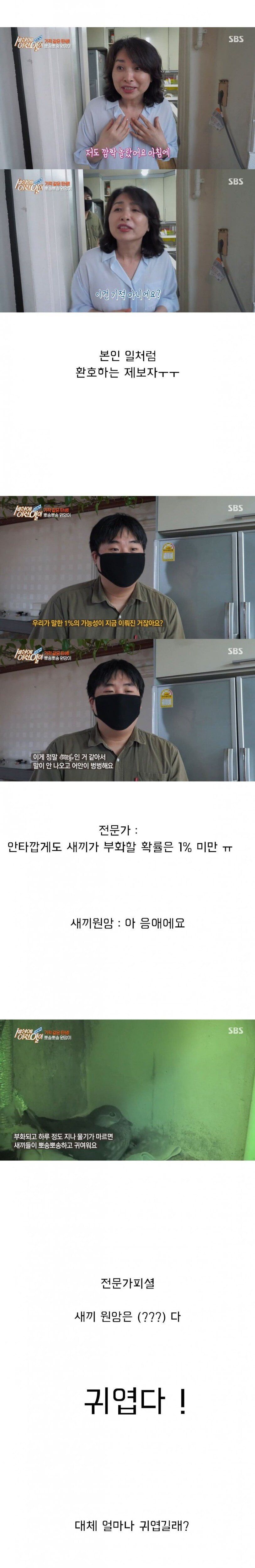 (스압) 세상에 이런 일이 반전 레전드