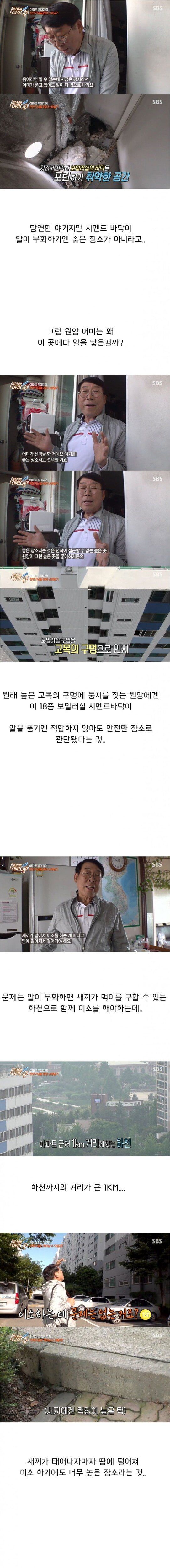 (스압) 세상에 이런 일이 반전 레전드