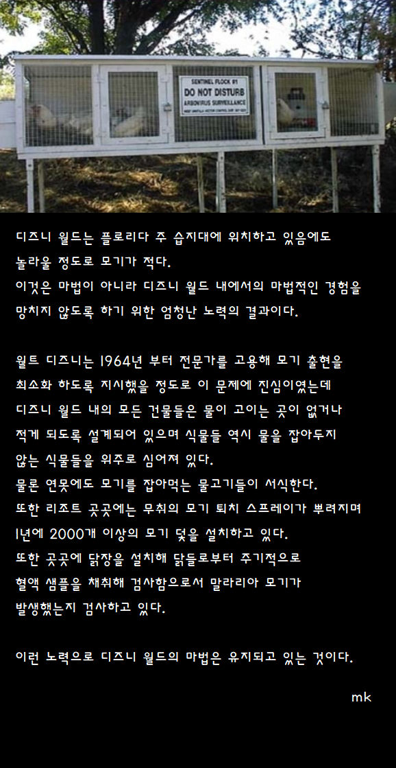 디즈니 월드에 모기가 적은 이유