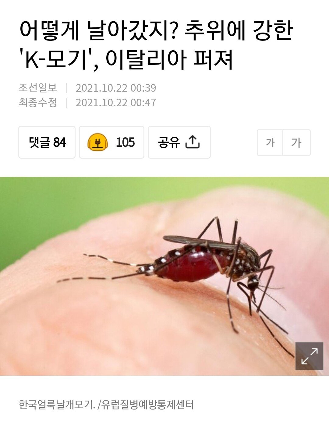 아디다스 모기가 왜 거기에?