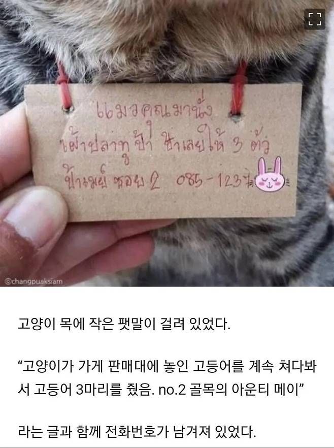 가출했다가 빚지고 돌아온 고양이