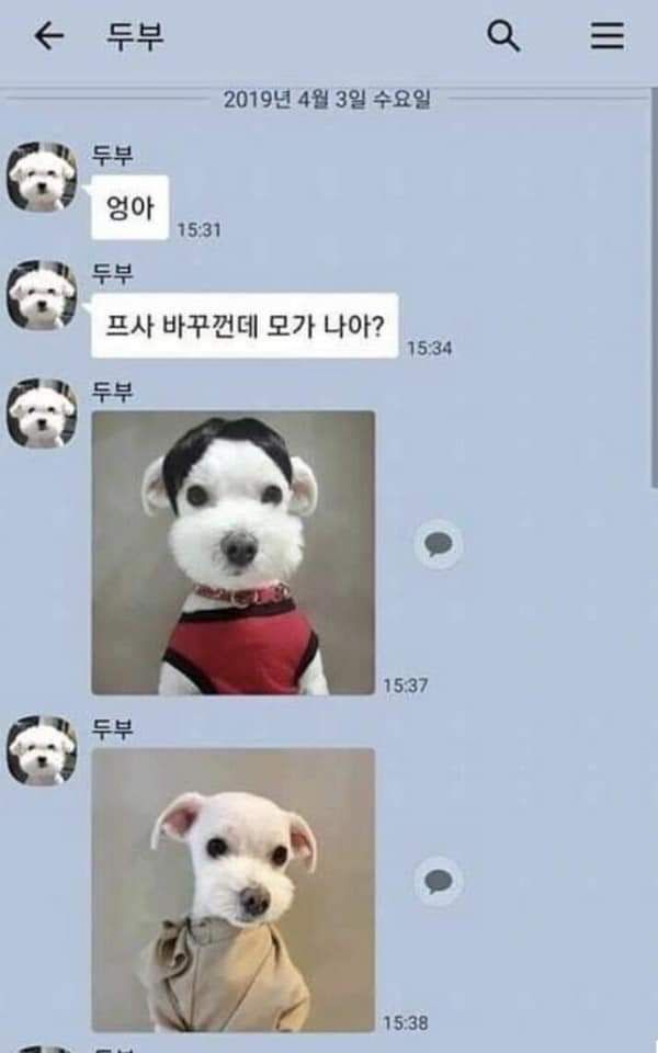 애완동물과의 카톡