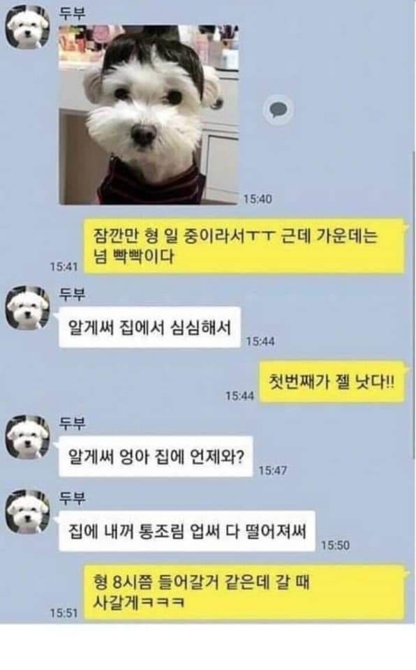 애완동물과의 카톡