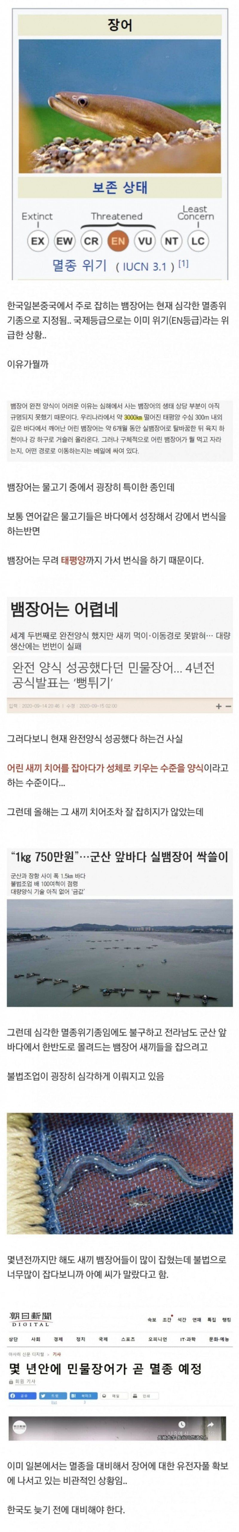 멸종위기 온 민물 장어