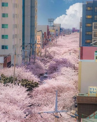 외국인들 시선에서 바라본 대한민국