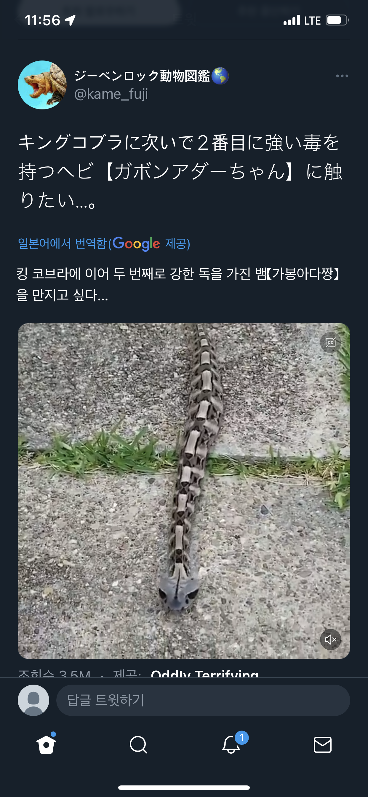 킹코브라 다음으로 독이 센 뱀