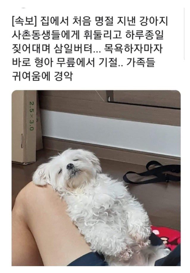 명절을 보내고 온 반려동물들