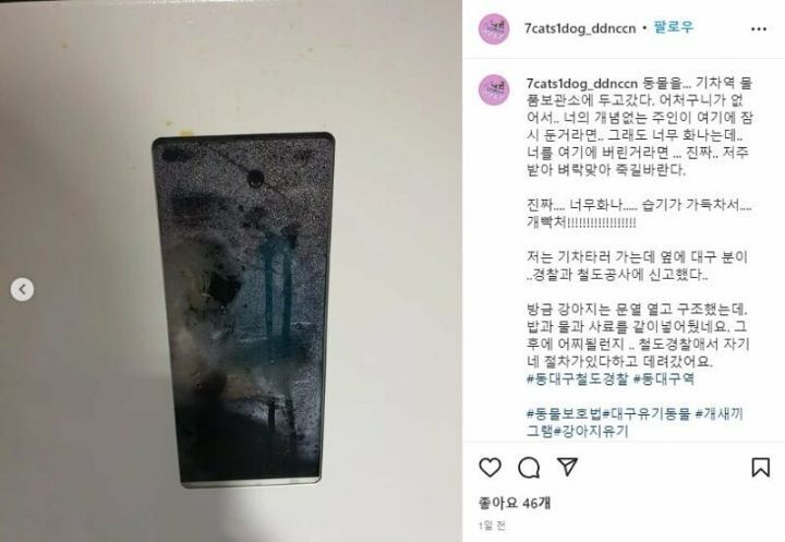 얼마 전 동대구역 물품보관함에서 발견된 댕댕이