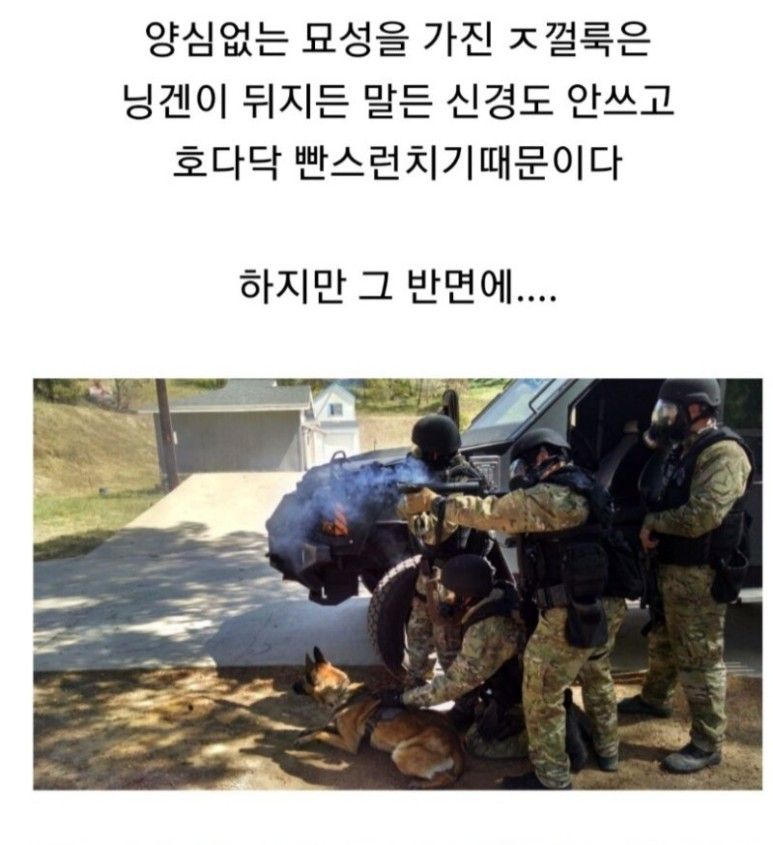 경찰견은 있지만 고양이는 없는 이유