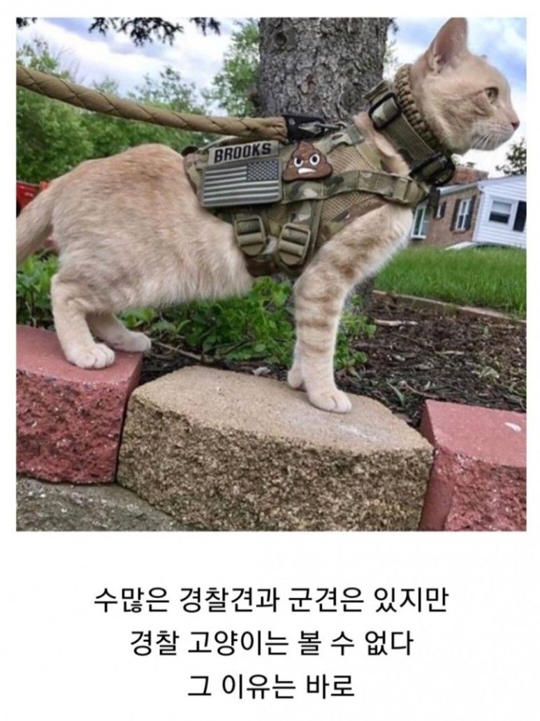 경찰견은 있지만 고양이는 없는 이유