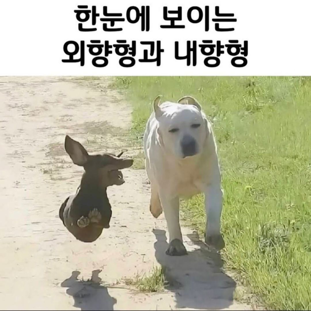 한눈에 보이는 외향형과 내향형