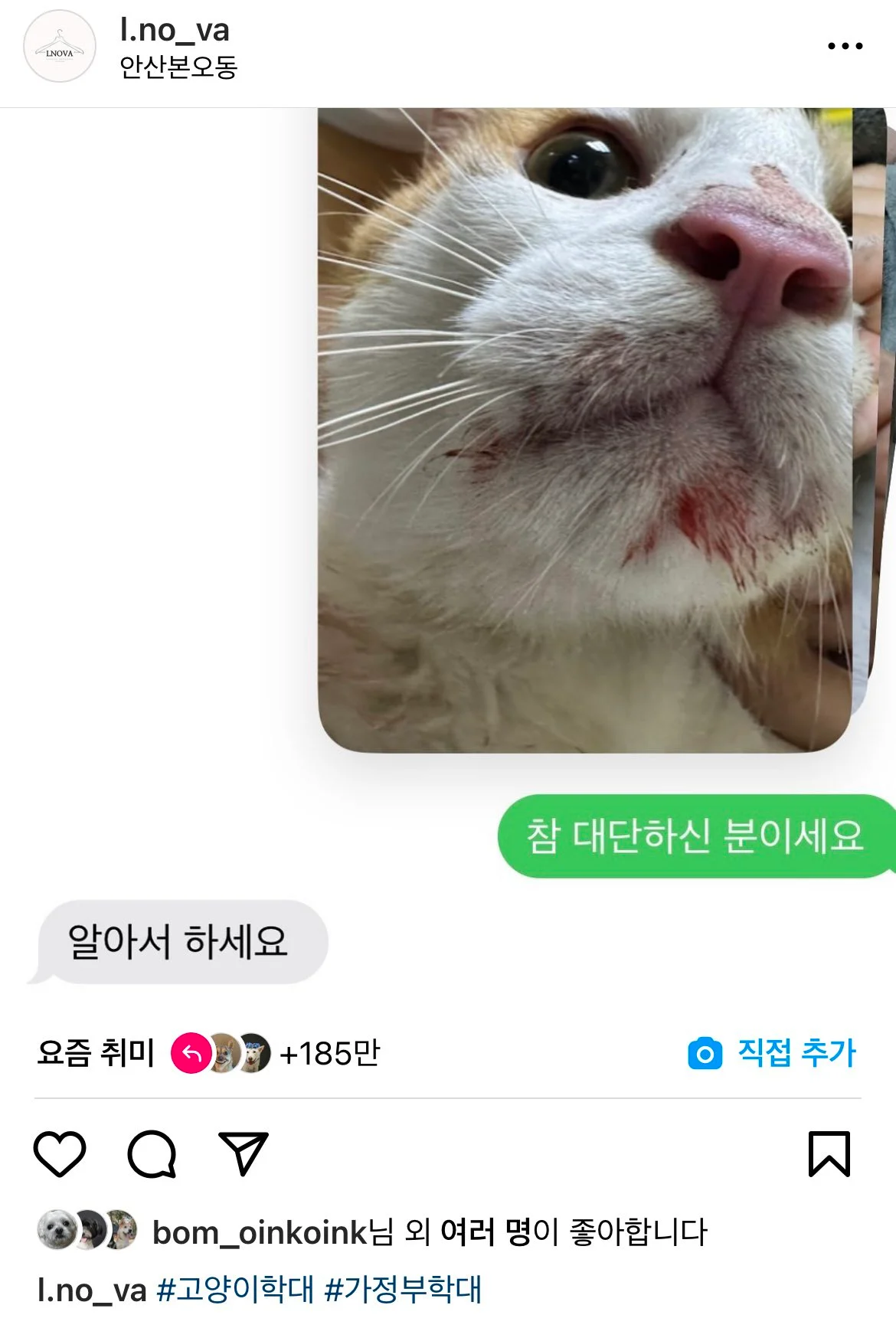 혐) 가사도우미 불렀더니 키우던 고양이 학대