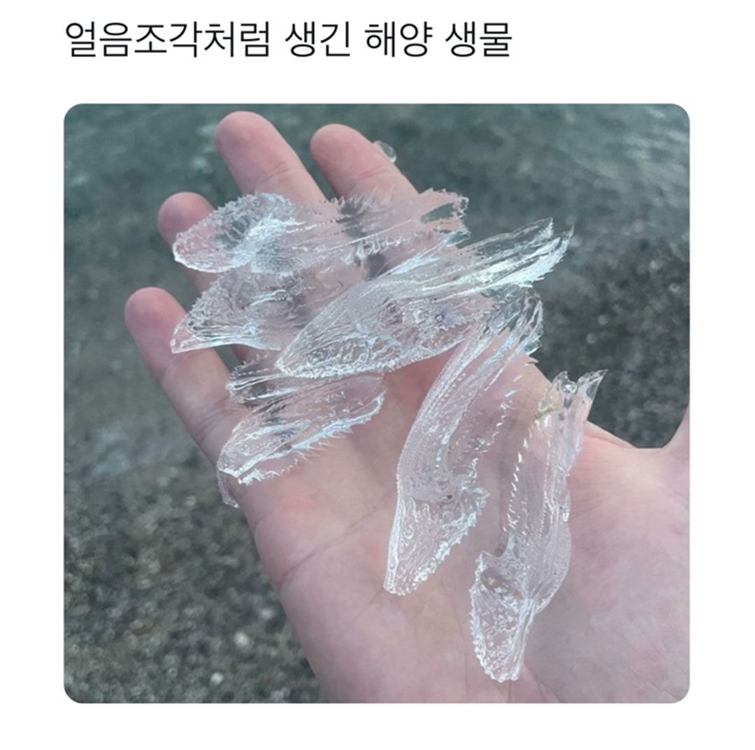 얼음조각처럼 생긴 해양 생물