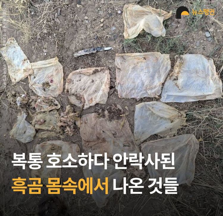 복통 호소하다 안락사된 흑곰 뱃속에서 나온 것들