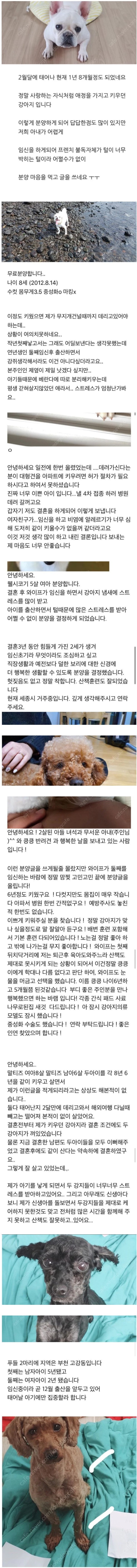 강아지 분양 보낼 때 신혼부부 거르는 이유