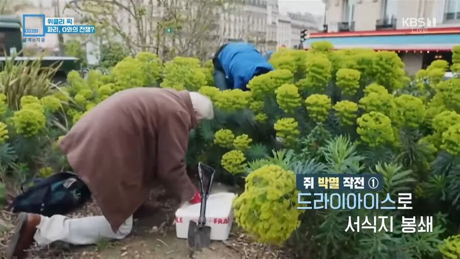 혐)프랑스 파리 쥐 근황