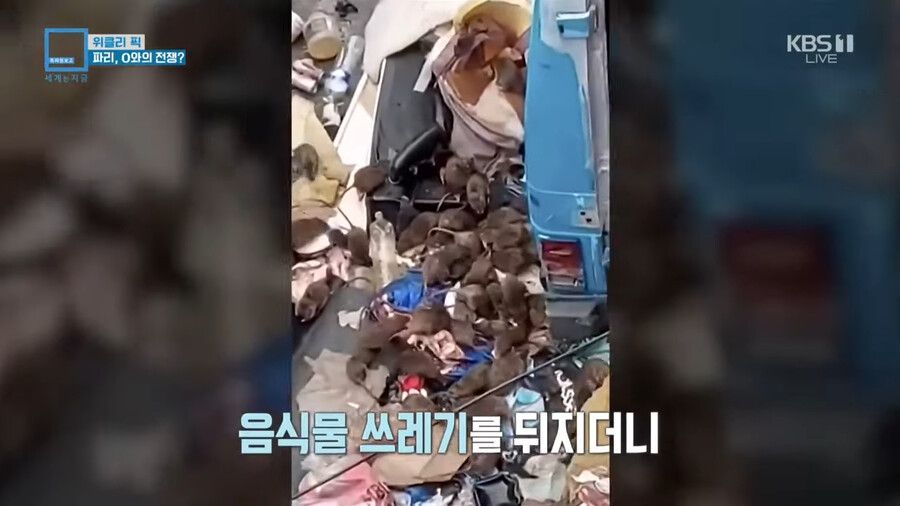 혐)프랑스 파리 쥐 근황