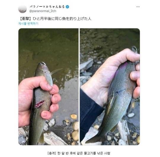 한 달반 전에 놔줬던 물고기를 또 낚은 경우