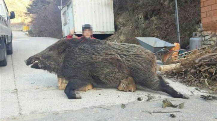 독수리 멧돼지 실제 크기